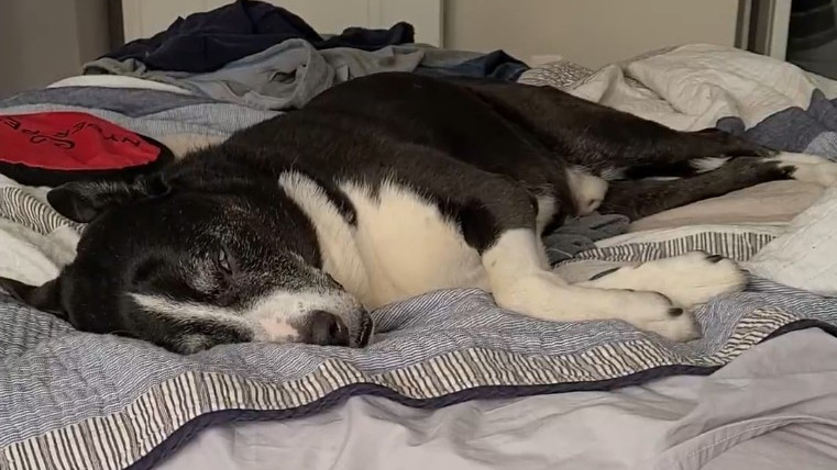Sleep Barking II